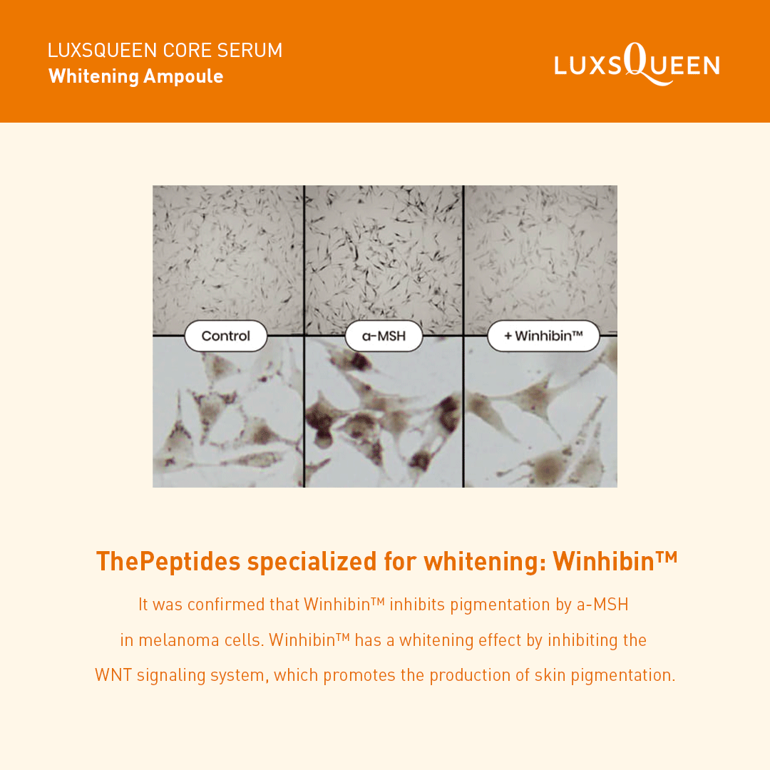 Luxsqueen Whitening Ampoule lab test showing Winhibin⢠peptide inhibiting pigmentation in melanoma cells by blocking the WNT signaling system