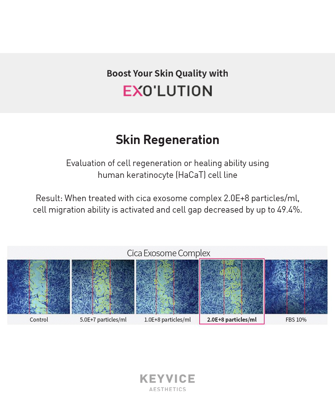 Boost your skin quality with Exo’lution—skin regeneration test on human keratinocyte (HaCaT) cells showing cica exosome complex treatment activates cell migration and reduces cell gap by up to 49.4%